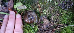 Powelliphanta traversi