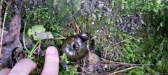 Powelliphanta traversi