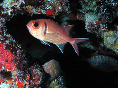 Myripristis jacobus