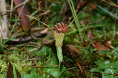 Pterostylis truncata