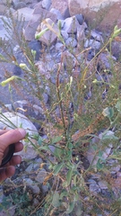Nicotiana paniculata