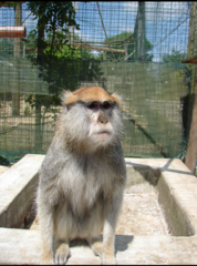 Erythrocebus