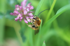 Eucera