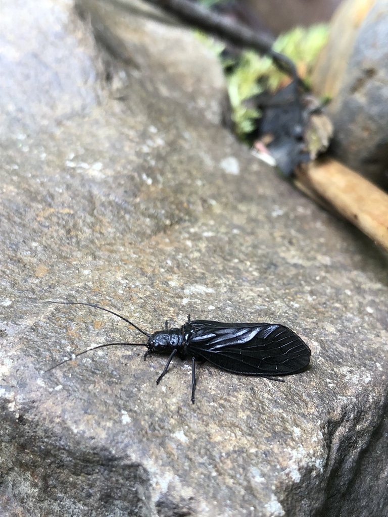 Sialis californica