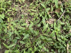 Persicaria longiseta