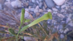 Nicotiana paniculata