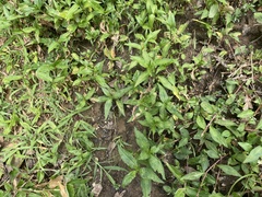 Persicaria longiseta