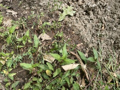 Persicaria longiseta