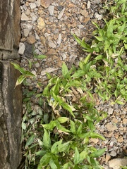 Persicaria longiseta