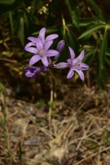 Dichelostemma multiflorum