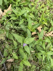 Persicaria longiseta