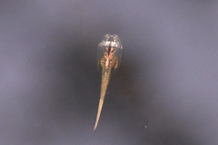 Microhyla heymonsi