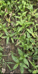 Persicaria longiseta