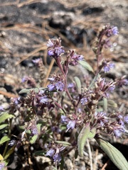 Phacelia quickii