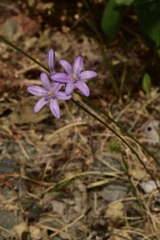 Dichelostemma multiflorum