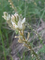 Onobrychis saxatilis