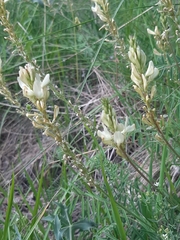 Onobrychis saxatilis