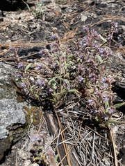 Phacelia quickii