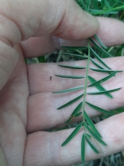 Onobrychis saxatilis