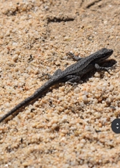 Urosaurus lahtelai
