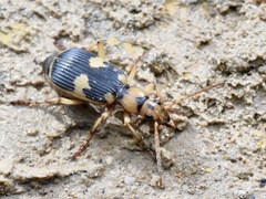 Stenaptinus