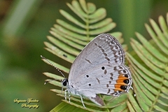 Everes lacturnus