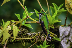 Urosticte ruficrissa