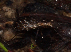 Elaphrus cupreus