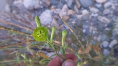 Nicotiana paniculata