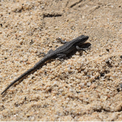Urosaurus lahtelai