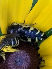 Acmaeodera pulchella