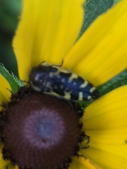 Acmaeodera pulchella