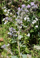 Tarasa capitata