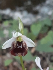 Ophrys fuciflora