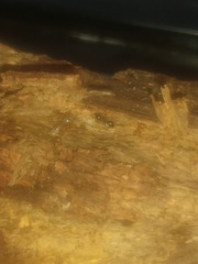 Temnothorax americanus