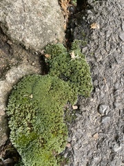 Bryum