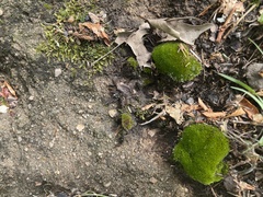 Bryum