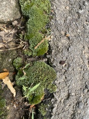 Bryum