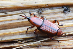 Odoiporus