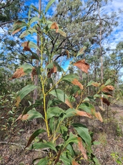 Acacia bancroftiorum