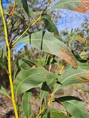 Acacia bancroftiorum