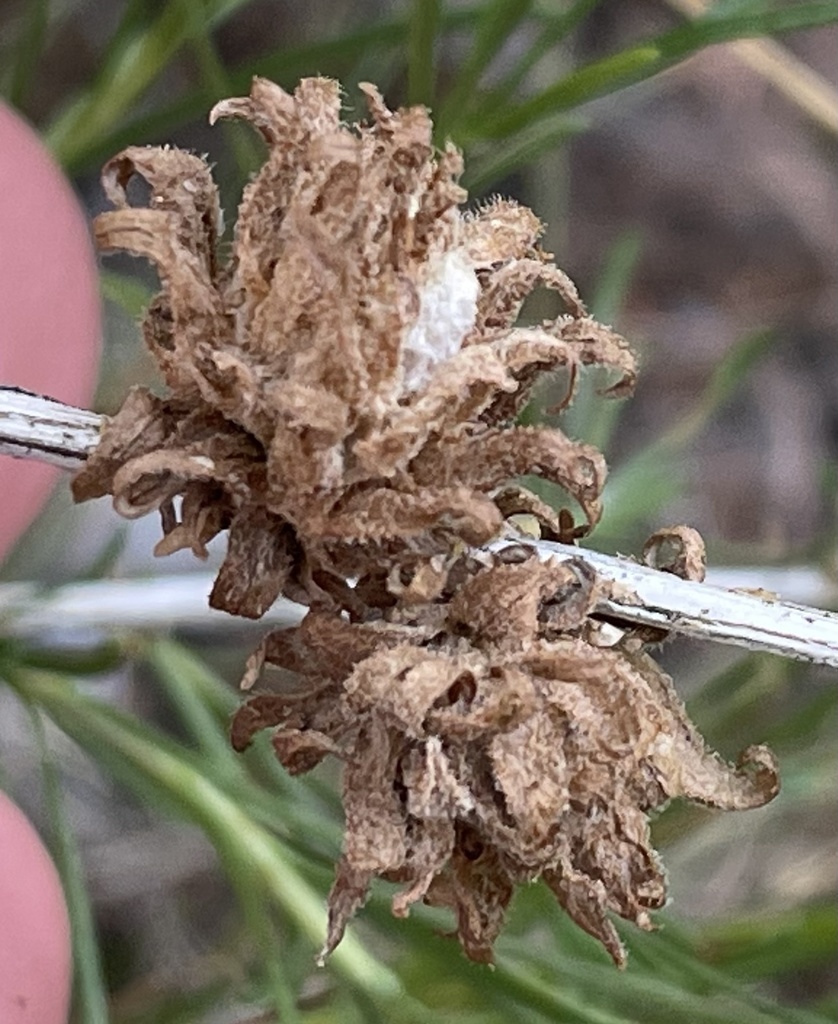 Aciurina idahoensis