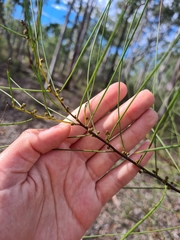 Acacia calantha