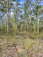 Acacia calantha