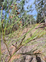 Acacia calantha