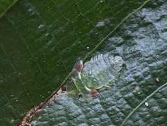 Petalocephala