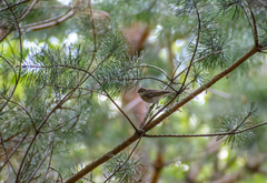 Phylloscopus trochilus