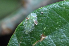 Petalocephala