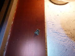 Bellura densa