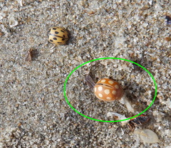 Calvia quindecimguttata